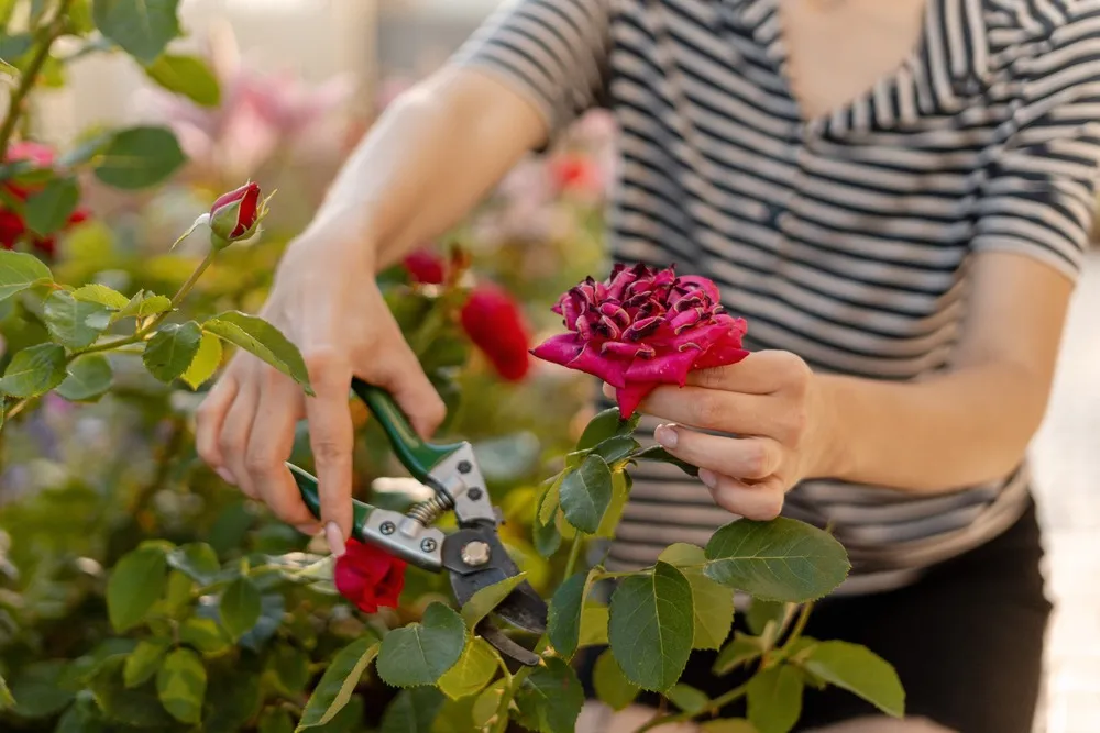 The benefits of financial pruning